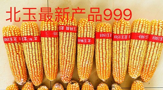 沈阳辽宁玉米杂交种子纯度标准