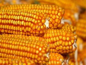 玉米种子不同为什么辽宁玉米种子价格也差很多？