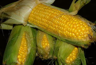 沈阳辽宁优良玉米种是什么？