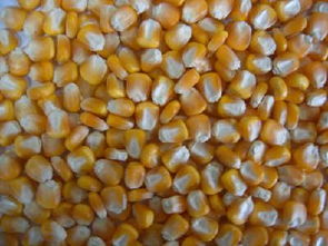沈阳辽宁玉米种子价格未来发展趋势？