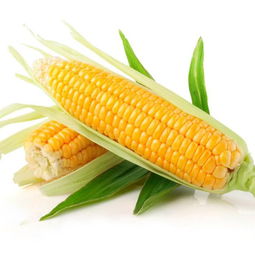 沈阳辽宁玉米种子价格高的品种有哪优势？