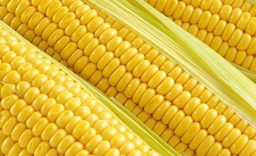我们如何选沈阳辽宁玉米种子价格低廉且品种优良的种子呢？